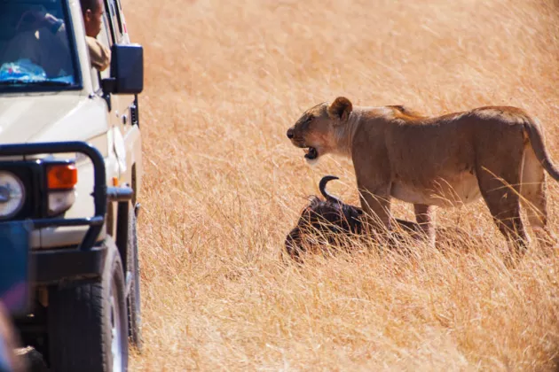 Safari mit dem Jeep in Uganda und Löwen beobachten