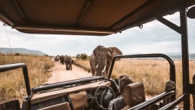 Elefant bei Safari in Afrika