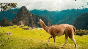 Machu Picchu Besuch in Südamerika