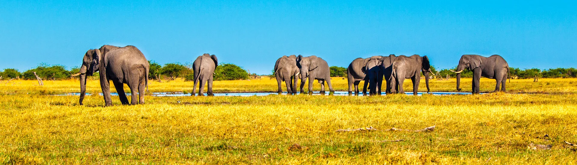 Afrikanischer Elefanten in National Park