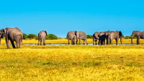 Afrikanischer Elefanten in National Park
