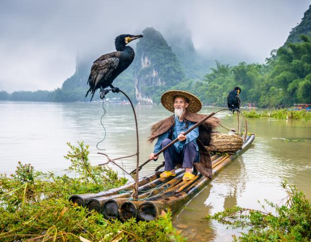 chinesischer-kormoran-fischer-am-fluss