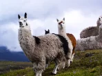 Lama vor der Kulisse malerischer Berge in Catapaji, Ecuador