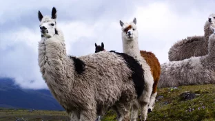 Lama vor der Kulisse malerischer Berge in Catapaji, Ecuador