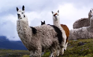 Lama vor der Kulisse malerischer Berge in Catapaji, Ecuador