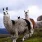 Lama vor der Kulisse malerischer Berge in Catapaji, Ecuador