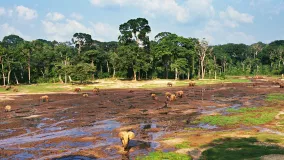 Elefanten am Flussufer in Gabun
