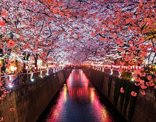 Sakura