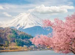 Vulkan Fuji und Sakura, Japan