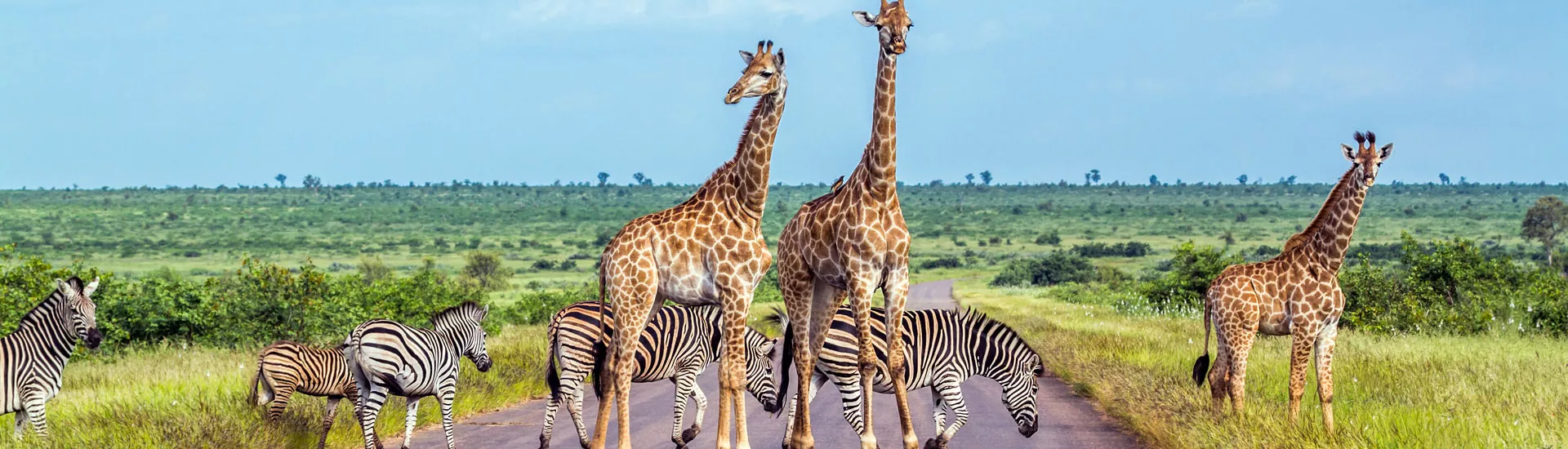 Giraffe und Zebra