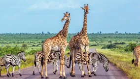 Giraffe und Zebra