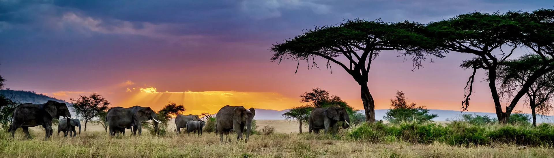 Elefanten in der Wildnis von Namibia