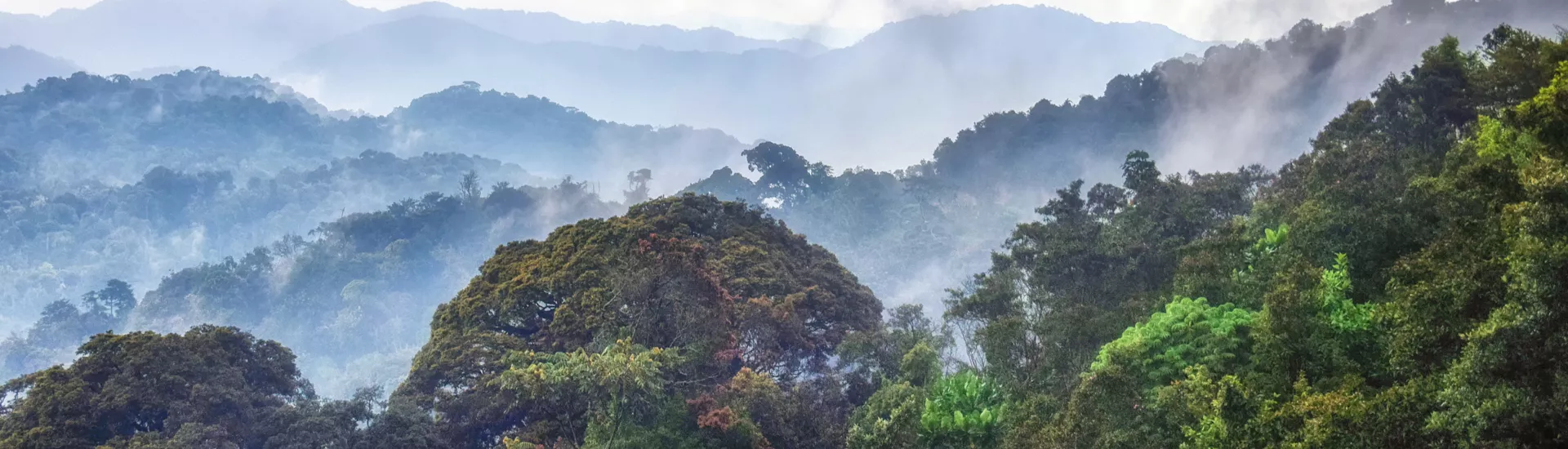 Tropischer Regenwald im Nyungwe-Nationalpark, Ruanda