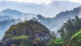 Tropischer Regenwald im Nyungwe-Nationalpark, Ruanda