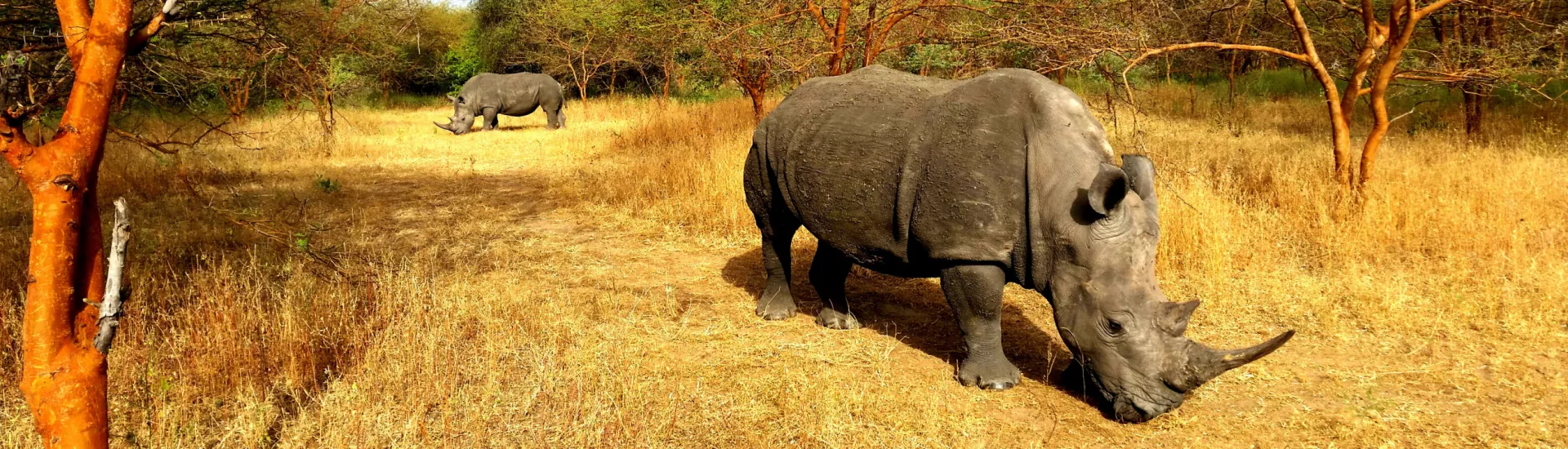 Rhino-Safari in Senegal - Nashorn, Rhinozeros und Großwild