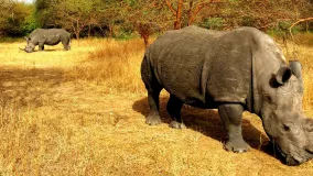 Rhino-Safari in Senegal - Nashorn, Rhinozeros und Großwild