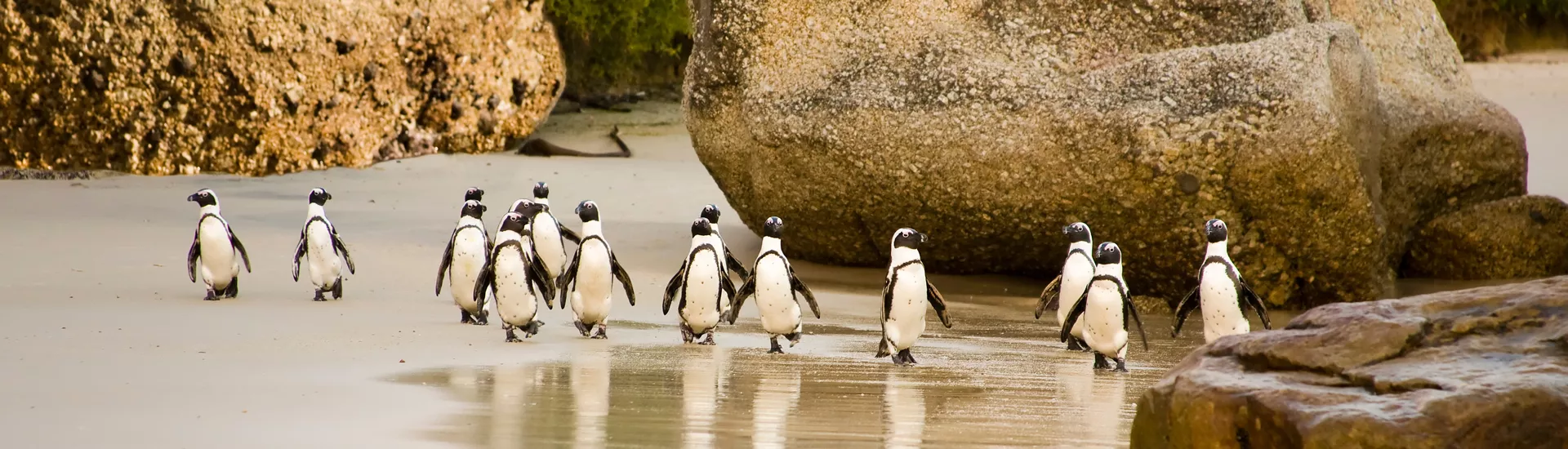 Afrikanische Pinguine am Boulders Beach, Kapstadt, Südafrika