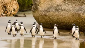 Afrikanische Pinguine am Boulders Beach, Kapstadt, Südafrika