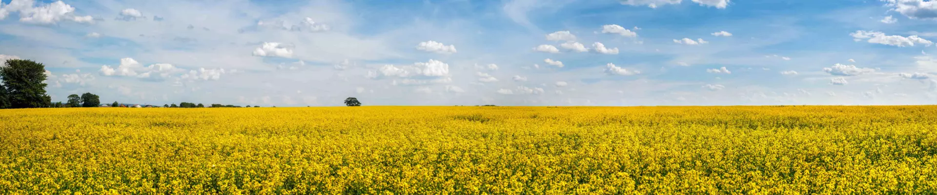 Рапсовое поле в Украине