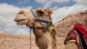 Kamel in Algerien