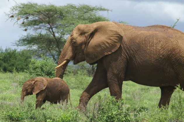 Elefanten in Angola