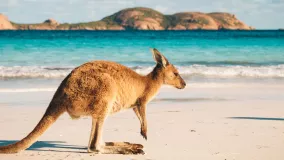 Känguru am Lucky Bay in Australien
