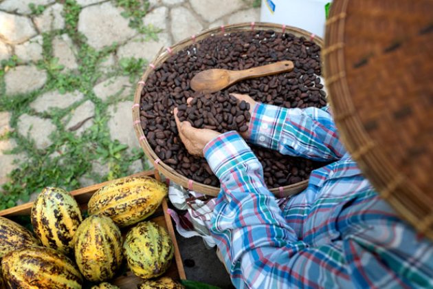 Bauer mit seinen Kakaobohnen