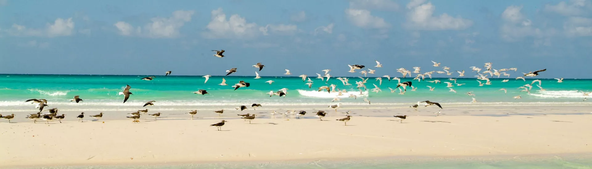 Möwen am Strand von Socotra