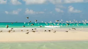 Möwen am Strand von Socotra
