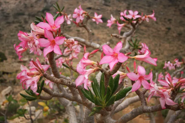 Wüstenrosen im Jemen