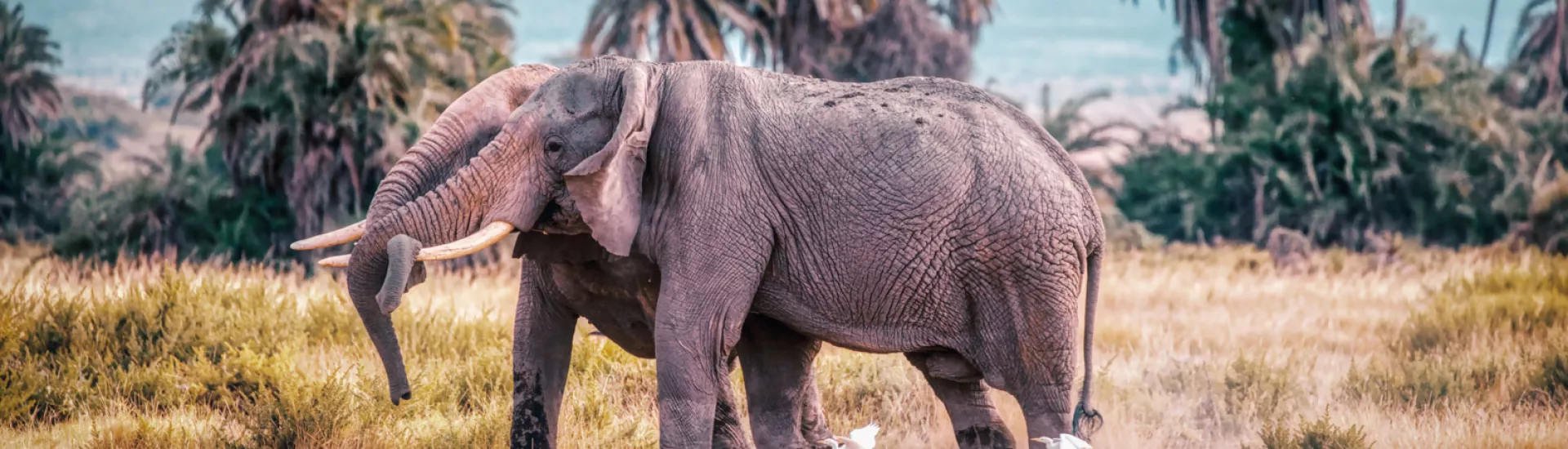Elefanten bei einer Safari in Kenia beobachten