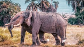 Elefanten bei einer Safari in Kenia beobachten