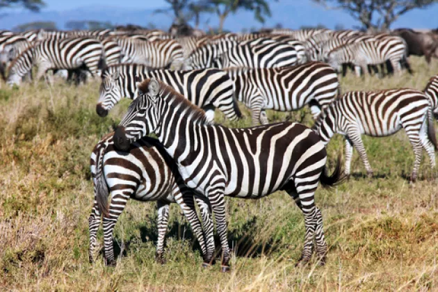 Zebras bei einer Safari in Kenia sichtigen