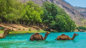 Kamele durchqueren einen Fluss in der Wüstenoase im Oman