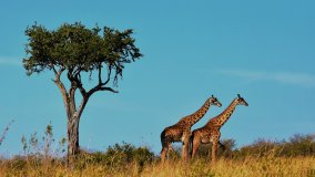 Giraffen in freier Wildbahn in Tansania