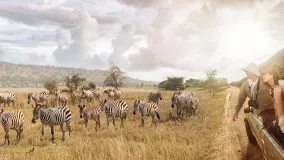 Wilde Zebras auf einer Safari-Tour im Nationalpark auf Tansania