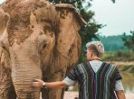 Elefant im Sanctuary bei Pattaya, Thailand, ohne Reiten