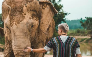 Elefant im Sanctuary bei Pattaya, Thailand, ohne Reiten