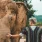 Elefant im Sanctuary bei Pattaya, Thailand, ohne Reiten