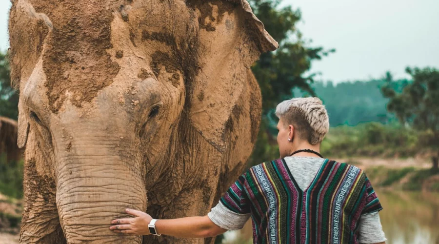Pattaya: Neue Elefanten-Sanctuary-Touren ohne Reiten starten täglich