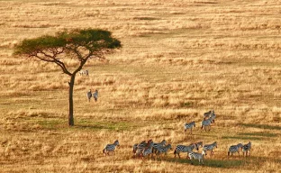 Reisedokumente und Landschaft symbolisieren neue Reiseversicherungspflicht in Tansania