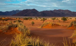 Störung bei Online-Visumanträgen in Namibia