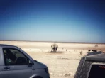 Straße durch den Etosha-Nationalpark in Namibia