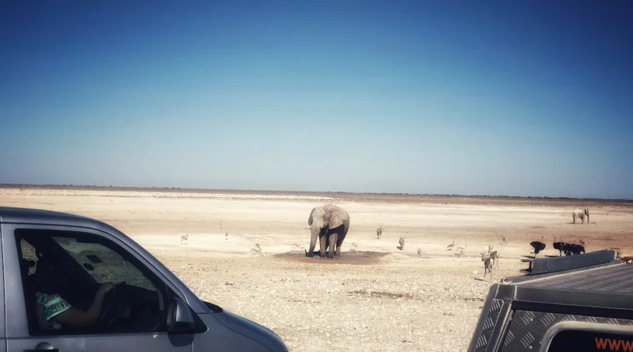 Namibia: Aktuelle Sicherheitshinweise und Treibstoffengpässe im Etosha-Nationalpark