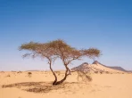 Wüstenlandschaft in Mauretanien mit Sanddünen