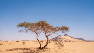 Wüstenlandschaft in Mauretanien mit Sanddünen