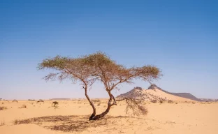 Wüstenlandschaft in Mauretanien mit Sanddünen