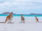 Kängurus in Lucky Bay in Australien
