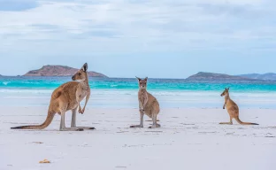 Kängurus in Lucky Bay in Australien