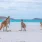 Kängurus in Lucky Bay in Australien